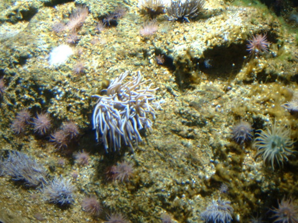 Some sort of anemonae